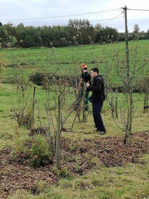 Agro entretien du verger 3