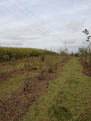 Agro entretien du verger 5